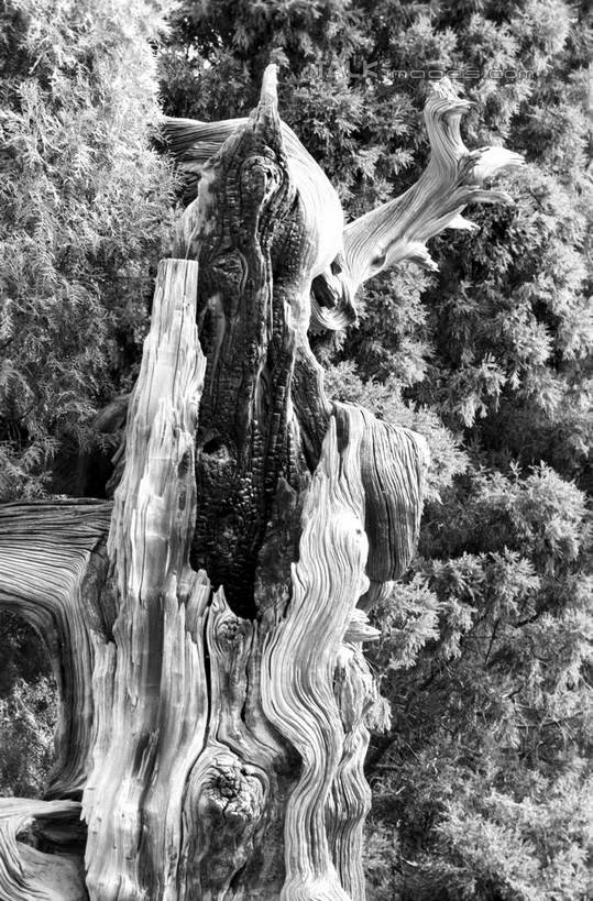 无人,寺庙,竖图,黑白,室外,白天,仰视,旅游,度假,名胜古迹,植物,标志建筑,地标,建筑,孔庙,中国,亚洲,阴影,节日,遗迹,光线,影子,燃烧,古迹,文化,文物,娱乐,建设,古建筑,山东,树,树木,阳光,自然,香火,庙宇,祈祷,享受,休闲,健康,旅游胜地,放松,许愿,宗教,信仰,生长,成长,纪念,祈求,古文明,东亚,曲阜,曲阜市,山东省,中华人民共和国,华东地区,鲁,平安,低角度拍摄,庙,寺,本庙,shcm1