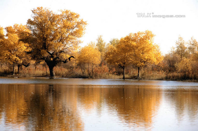 无人,横图,室外,白天,正面,旅游,度假,湖,湖泊,美景,树林,水,植物,中国,亚洲,波纹,湖面,景观,水流,水面,涟漪,娱乐,树,树木,绿色,倒影,水纹,天空,自然,波浪,湖水,天,享受,休闲,景色,放松,生长,成长,倒映,自然风光,东亚,新疆,轮台县,中华人民共和国,水晕,新疆维吾尔自治区,西北地区,巴音郭楞,巴音郭楞蒙古自治州,反照,彩图,新,shcm1