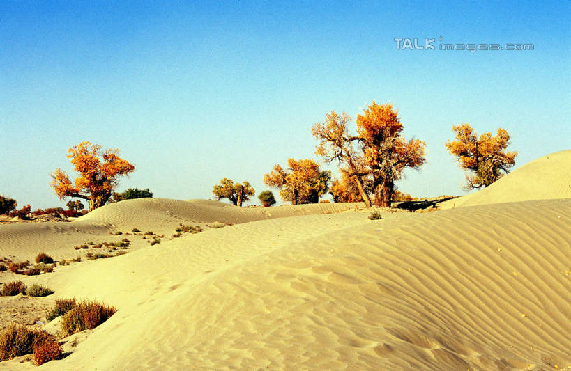 无人,横图,室外,白天,正面,旅游,度假,美景,沙漠,植物,中国,亚洲,阴影,光线,影子,景观,娱乐,树,树木,蓝色,绿色,蓝天,天空,阳光,自然,天,享受,休闲,景色,放松,生长,晴朗,成长,自然风光,东亚,新疆,轮台县,万里无云,中华人民共和国,新疆维吾尔自治区,西北地区,巴音郭楞,巴音郭楞蒙古自治州,大漠,砂漠,晴空,晴空万里,彩图,新,shcm1