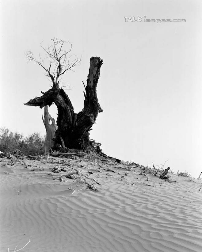 无人,竖图,黑白,室外,白天,正面,旅游,度假,美景,沙漠,植物,中国,亚洲,阴影,光线,影子,景观,娱乐,树,树木,天空,阳光,自然,天,享受,休闲,景色,放松,生长,成长,自然风光,东亚,新疆,轮台县,中华人民共和国,新疆维吾尔自治区,西北地区,巴音郭楞,巴音郭楞蒙古自治州,大漠,砂漠,新,shcm1