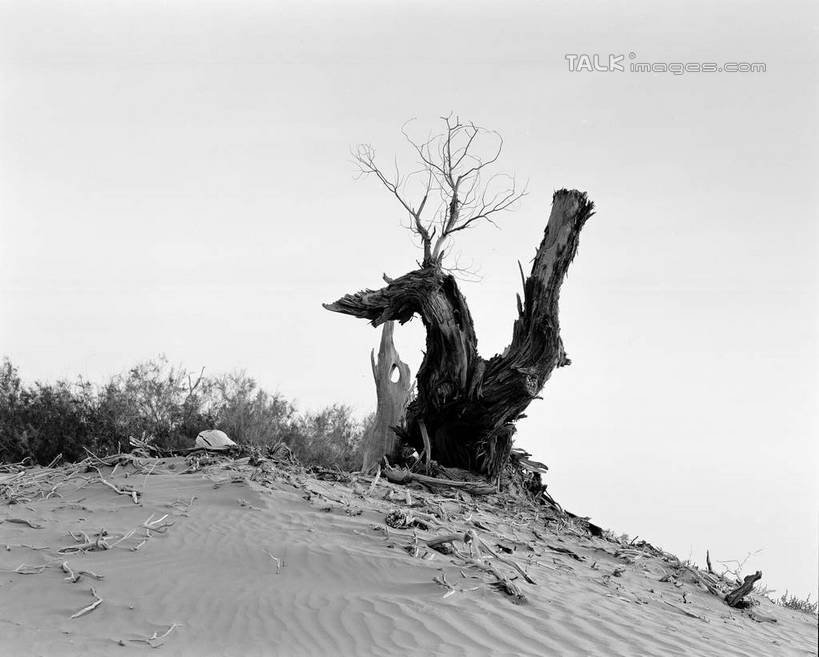 无人,横图,黑白,室外,白天,正面,旅游,度假,美景,沙漠,植物,中国,亚洲,阴影,光线,影子,景观,娱乐,树,树木,天空,阳光,自然,天,享受,休闲,景色,放松,生长,成长,自然风光,东亚,新疆,轮台县,中华人民共和国,新疆维吾尔自治区,西北地区,巴音郭楞,巴音郭楞蒙古自治州,大漠,砂漠,新,shcm1