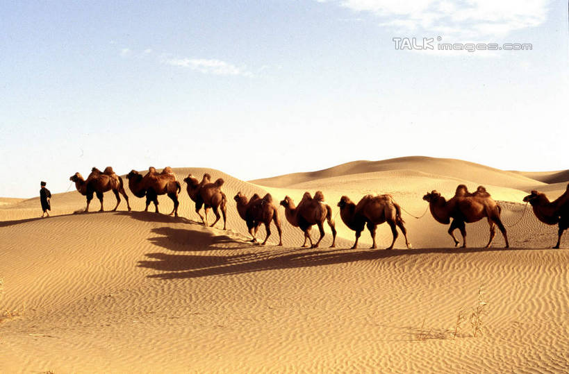 东方人,一个人,站,横图,室外,白天,侧面,旅游,度假,美景,沙漠,野生动物,中国,亚洲,仅一个男性,仅一个人,仅一个中年男性,一群,许多,阴影,服装,光线,影子,景观,云,云朵,很多,云彩,休闲装,黄种人,娱乐,骆驼,衣服,蓝色,白云,蓝天,天空,阳光,自然,动物,天,站着,享受,休闲,休闲服,景色,放松,运输,服饰,晴朗,自然风光,东亚,新疆,民丰,民丰县,沙漠之舟,中华人民共和国,新疆维吾尔自治区,西北地区,双峰骆驼,男人,男性,中年男性,亚洲人,大漠,砂漠,晴空,站立,彩图,全身,和田地区,新,shcm1