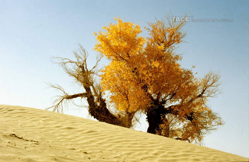 无人,横图,室外,白天,正面,旅游,度假,美景,沙漠,植物,中国,亚洲,阴影,光线,影子,景观,娱乐,树,树木,蓝色,绿色,蓝天,天空,阳光,自然,天,享受,休闲,景色,放松,生长,晴朗,成长,自然风光,东亚,新疆,民丰,民丰县,万里无云,中华人民共和国,新疆维吾尔自治区,西北地区,大漠,砂漠,晴空,晴空万里,彩图,和田地区,新,shcm1