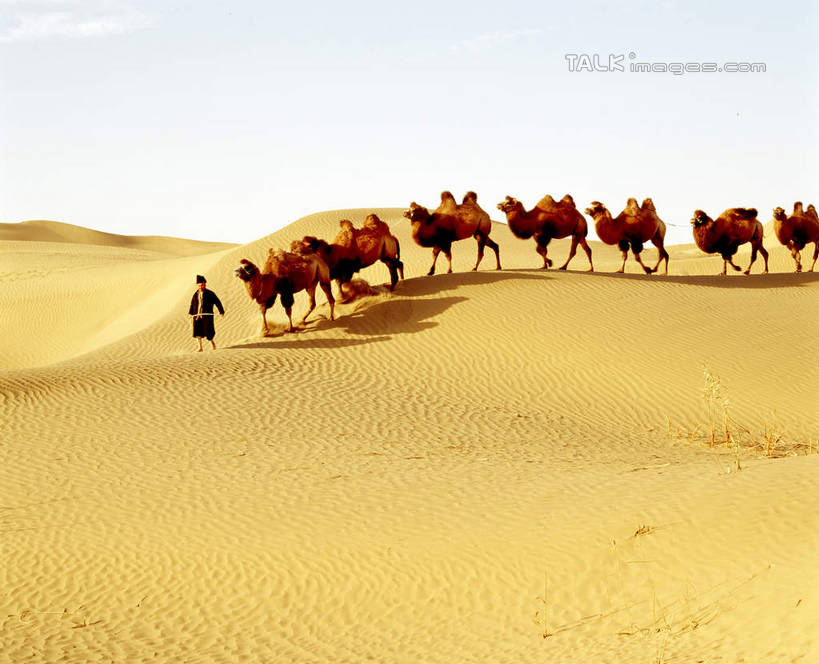 东方人,一个人,站,横图,室外,白天,侧面,旅游,度假,美景,沙漠,野生动物,中国,亚洲,仅一个男性,仅一个人,仅一个中年男性,一群,许多,阴影,服装,光线,影子,景观,很多,休闲装,黄种人,娱乐,骆驼,衣服,蓝色,蓝天,天空,阳光,自然,动物,天,站着,享受,休闲,休闲服,景色,放松,运输,服饰,晴朗,自然风光,东亚,新疆,民丰,民丰县,万里无云,沙漠之舟,中华人民共和国,新疆维吾尔自治区,西北地区,双峰骆驼,男人,男性,中年男性,亚洲人,大漠,砂漠,晴空,晴空万里,站立,彩图,全身,和田地区,新,shcm1