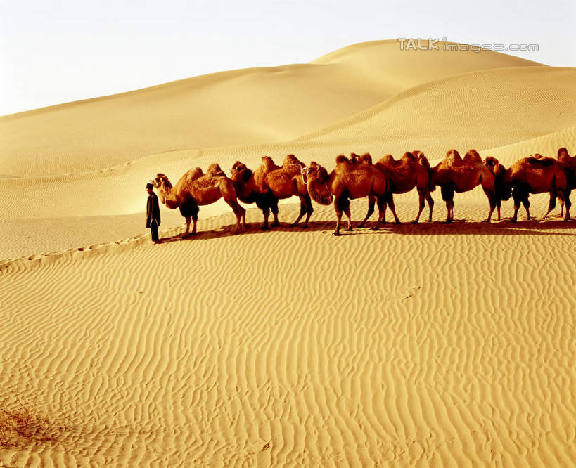 东方人,一个人,站,横图,室外,白天,侧面,旅游,度假,美景,沙漠,野生动物,中国,亚洲,仅一个男性,仅一个人,仅一个中年男性,一群,许多,阴影,服装,光线,影子,景观,很多,休闲装,黄种人,娱乐,骆驼,衣服,蓝色,蓝天,天空,阳光,自然,动物,天,站着,享受,休闲,休闲服,景色,放松,运输,服饰,晴朗,自然风光,东亚,新疆,民丰,民丰县,万里无云,沙漠之舟,中华人民共和国,新疆维吾尔自治区,西北地区,双峰骆驼,男人,男性,中年男性,亚洲人,大漠,砂漠,晴空,晴空万里,站立,彩图,全身,和田地区,新,shcm1