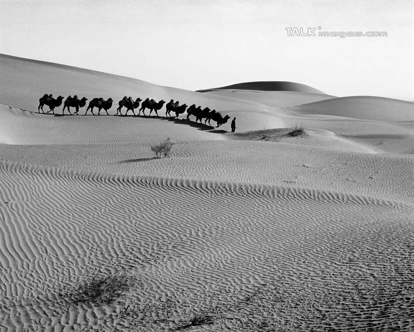 东方人,一个人,站,横图,黑白,室外,白天,侧面,旅游,度假,美景,沙漠,野生动物,中国,亚洲,仅一个男性,仅一个人,仅一个中年男性,一群,许多,阴影,服装,光线,影子,景观,很多,休闲装,黄种人,娱乐,骆驼,衣服,天空,阳光,自然,动物,天,站着,享受,休闲,休闲服,景色,放松,运输,服饰,自然风光,东亚,新疆,民丰,民丰县,沙漠之舟,中华人民共和国,新疆维吾尔自治区,西北地区,双峰骆驼,男人,男性,中年男性,亚洲人,大漠,砂漠,站立,全身,和田地区,新,shcm1