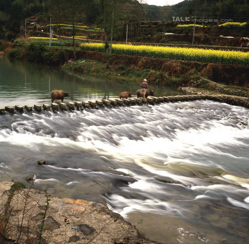 无人,横图,俯视,室外,白天,旅游,度假,草地,草坪,河流,美景,水,植物,中国,亚洲,木板,河水,景观,水流,桥,木桥,娱乐,浙江,栈桥,草,树,树木,浙江省,绿色,自然,享受,休闲,景色,放松,生长,成长,人行桥,木板桥,自然风光,东亚,泰顺,泰顺县,中华人民共和国,华东地区,浙,温州,温州市,彩图,高角度拍摄,shcm1