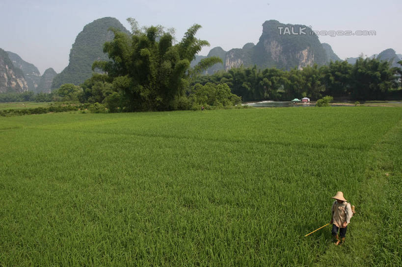 东方人,一个人,农田,站,横图,俯视,室外,白天,旅游,度假,庄稼,农作物,草地,草坪,美景,树林,植物,帽子,桂林,中国,亚洲,仅一个女性,仅一个人,阴影,服装,光线,影子,景观,注视,黄种人,娱乐,斗笠,草,树,树木,衣服,蓝色,绿色,蓝天,天空,阳光,自然,天,观察,看,站着,仅一个中年女性,享受,休闲,遮阳,景色,放松,服饰,生长,晴朗,成长,观看,广西,察看,衣着,穿着,关注,自然风光,东亚,漓江,阳朔,万里无云,广西壮族自治区,中华人民共和国,桂林市,桂,华南地区,衣饰,笠帽,阳朔县,女人,女性,中年女性,亚洲人,晴空,晴空万里,站立,彩图,高角度拍摄,全身,耕地,庄稼田,编结帽,箬笠,蔽雨,shgzq1