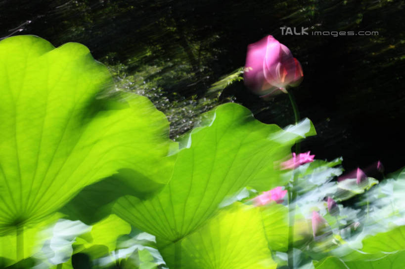 无人,横图,室外,白天,正面,纯洁,美景,莲花,叶子,阴影,朦胧,模糊,盛开,光线,影子,池塘,景观,水池,荷叶,花蕾,花,花瓣,花朵,鲜花,阳光,自然,花苞,花蕊,景色,富贵,神圣,自然风光,纯净,莲叶,六月花神,正直,鞭蕖,鞭蓉,芙蕖,菡萏,荷花,六月春,藕花,水旦,水芙蓉,水华,水芸,溪客,叶,叶片,彩图,shgzq1