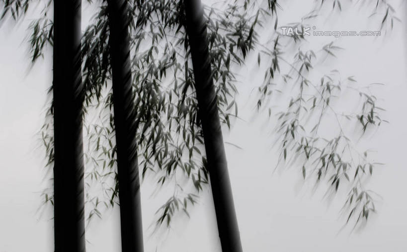 无人,横图,室外,白天,正面,纯洁,美景,竹子,朦胧,模糊,景观,竹林,天空,自然,天,景色,高雅,自然风光,奉献,质朴,正直,担当,竹,彩图,奋进,操守,四君子,岁寒三友,性坚,虚怀,虚心,善群,卓尔,shgzq1