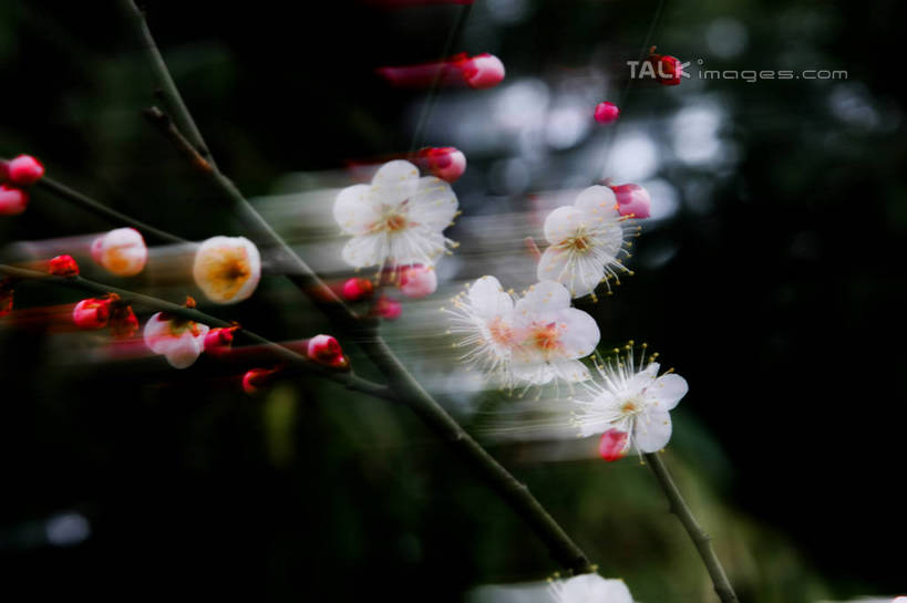 无人,横图,室外,特写,白天,正面,美景,植物,许多,阴影,朦胧,模糊,盛开,光线,影子,景观,枝条,很多,花蕾,腊梅,花,花瓣,花朵,鲜花,树,树木,树枝,绿色,白色,阳光,自然,花苞,花蕊,独立,景色,生长,成长,自然风光,高洁,忠实,忠贞,刚强,坚毅,坚贞,腊梅花,蜡梅,蜡梅花,香梅,黄梅花,虬枝,枝杈,彩图,shgzq1