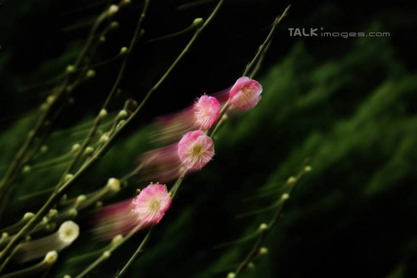 无人,横图,室外,特写,白天,正面,美景,植物,许多,阴影,朦胧,模糊,盛开,光线,影子,景观,枝条,很多,花蕾,腊梅,花,花瓣,花朵,鲜花,树,树木,树枝,绿色,白色,阳光,自然,花苞,花蕊,独立,景色,生长,成长,自然风光,高洁,忠实,忠贞,刚强,坚毅,坚贞,腊梅花,蜡梅,蜡梅花,香梅,黄梅花,虬枝,枝杈,彩图,shgzq1