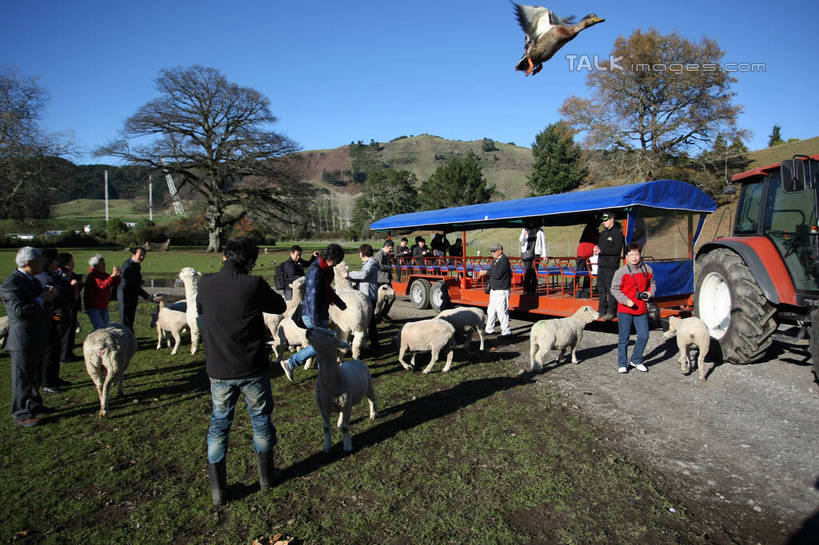 西方人,背部,农场,站,走,横图,室外,白天,正面,旅游,度假,畜牧业,牧场,草地,草坪,美景,树林,植物,汽车,观光车,鸟,羊,欧洲,欧洲人,行人,游客,游人,飞翔,伸展,张开,展翅,阴影,服装,飞行,光线,翅膀,鸟类,影子,景观,许多人,翱翔,注视,休闲装,娱乐,飞,路人,旅客,车,草,树,树木,衣服,蓝色,绿色,蓝天,天空,阳光,自然,动物,交通工具,天,观察,看,站着,一群人,享受,休闲,休闲服,家畜,景色,放松,服饰,牲畜,生长,晴朗,成长,观看,察看,关注,自然风光,载具,张开翅膀,畜牧,万里无云,牧业,展开翅膀,过客,男人,男性,年轻男性,年轻女性,女人,女性,白种人,晴空,晴空万里,绵羊,步行,散步,站立,走路,彩图,全身,旅游观光车,shgzq1