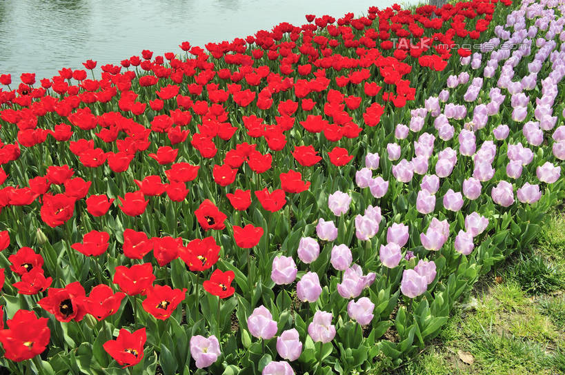 无人,横图,俯视,室外,白天,爱情,旅游,度假,湖,湖泊,花海,花圃,美景,水,植物,郁金香,叶子,上海,中国,亚洲,阴影,波纹,盛开,光线,影子,湖面,景观,水流,水面,涟漪,祝福,花蕾,娱乐,浦东,花,花瓣,花朵,花卉,鲜花,粉色,红色,绿色,水纹,阳光,自然,波浪,湖水,花丛,花束,花田,花苞,花蕊,享受,休闲,景色,放松,申,表白,自然风光,荣誉,浦东新区,东亚,上海市,上海鲜花港,龙阳路,中华人民共和国,沪,华东地区,水晕,永恒,郁香,洋荷花,草麝香,彩图,高角度拍摄,shlbh1