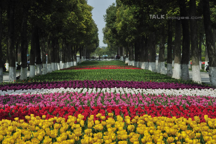 无人,横图,室外,白天,正面,爱情,旅游,度假,草地,草坪,花海,花圃,美景,树林,植物,郁金香,叶子,上海,中国,亚洲,阴影,盛开,光线,影子,景观,祝福,花蕾,娱乐,浦东,草,花,花瓣,花朵,花卉,鲜花,树,树木,蓝色,绿色,蓝天,天空,阳光,自然,花丛,花束,花田,天,花苞,花蕊,享受,休闲,景色,放松,生长,成长,申,表白,自然风光,荣誉,浦东新区,东亚,上海市,上海鲜花港,龙阳路,中华人民共和国,沪,华东地区,永恒,郁香,洋荷花,草麝香,彩图,shlbh1