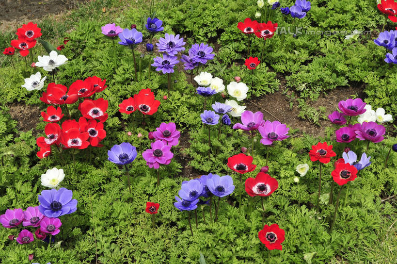 无人,横图,俯视,彩色,室外,特写,白天,花海,花圃,美景,植物,叶子,上海,中国,亚洲,阴影,盛开,光线,影子,景观,花蕾,浦东,花,花瓣,花朵,花卉,鲜花,绿色,阳光,自然,花丛,花束,花田,花苞,花蕊,景色,五颜六色,色彩斑斓,申,自然风光,五彩缤纷,浦东新区,东亚,上海市,上海鲜花港,龙阳路,中华人民共和国,沪,华东地区,五彩斑斓,五光十色,彩图,高角度拍摄,shlbh1