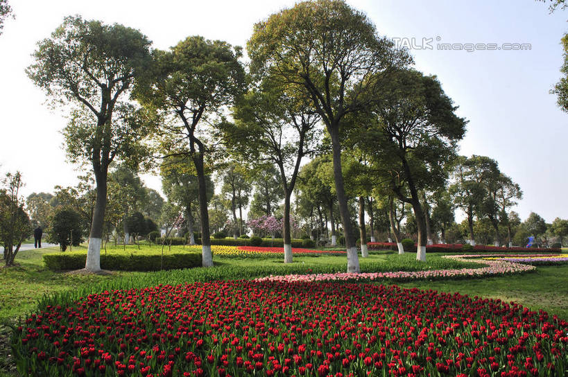 无人,横图,室外,白天,正面,爱情,旅游,度假,草地,草坪,花海,花圃,美景,树林,植物,郁金香,叶子,上海,中国,亚洲,阴影,盛开,光线,影子,景观,祝福,花蕾,娱乐,浦东,草,花,花瓣,花朵,花卉,鲜花,树,树木,红色,蓝色,绿色,蓝天,天空,阳光,自然,花丛,花束,花田,天,花苞,花蕊,享受,休闲,景色,放松,生长,晴朗,成长,申,表白,自然风光,荣誉,浦东新区,东亚,上海市,上海鲜花港,龙阳路,万里无云,中华人民共和国,沪,华东地区,永恒,晴空,晴空万里,郁香,洋荷花,草麝香,彩图,shlbh1