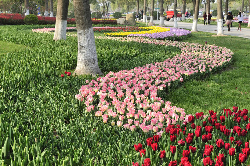 无人,横图,室外,白天,正面,爱情,旅游,度假,草地,草坪,花海,花圃,美景,树林,植物,郁金香,叶子,上海,中国,亚洲,阴影,曲折,弯曲,盛开,光线,影子,景观,祝福,花蕾,娱乐,浦东,草,花,花瓣,花朵,花卉,鲜花,树,树木,绿色,阳光,自然,花丛,花束,花田,花苞,花蕊,享受,休闲,景色,放松,蜿蜒,生长,成长,申,表白,自然风光,荣誉,浦东新区,东亚,上海市,上海鲜花港,龙阳路,中华人民共和国,沪,华东地区,永恒,郁香,洋荷花,草麝香,彩图,shlbh1