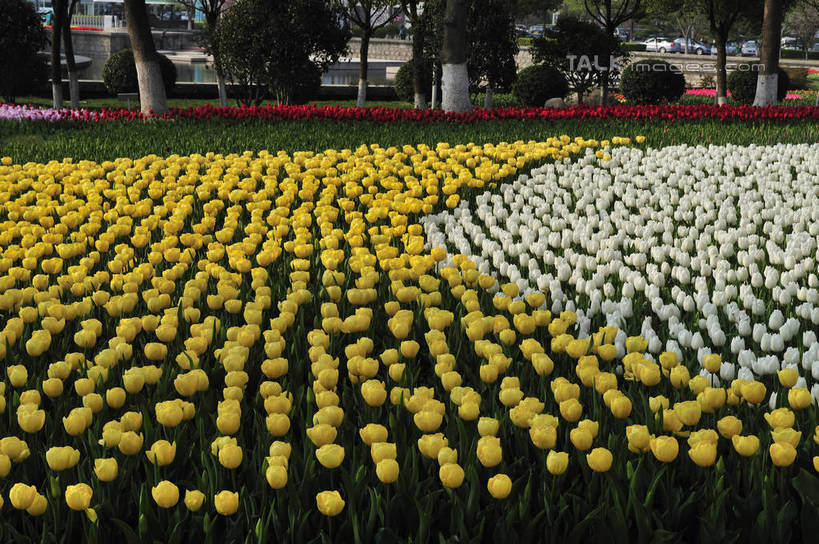 无人,横图,室外,白天,正面,爱情,旅游,度假,草地,草坪,花海,花圃,美景,树林,植物,郁金香,叶子,上海,中国,亚洲,阴影,盛开,光线,影子,景观,祝福,花蕾,娱乐,浦东,草,花,花瓣,花朵,花卉,鲜花,树,树木,绿色,阳光,自然,花丛,花束,花田,花苞,花蕊,享受,休闲,景色,放松,生长,成长,申,表白,自然风光,荣誉,浦东新区,东亚,上海市,上海鲜花港,龙阳路,中华人民共和国,沪,华东地区,永恒,郁香,洋荷花,草麝香,彩图,shlbh1