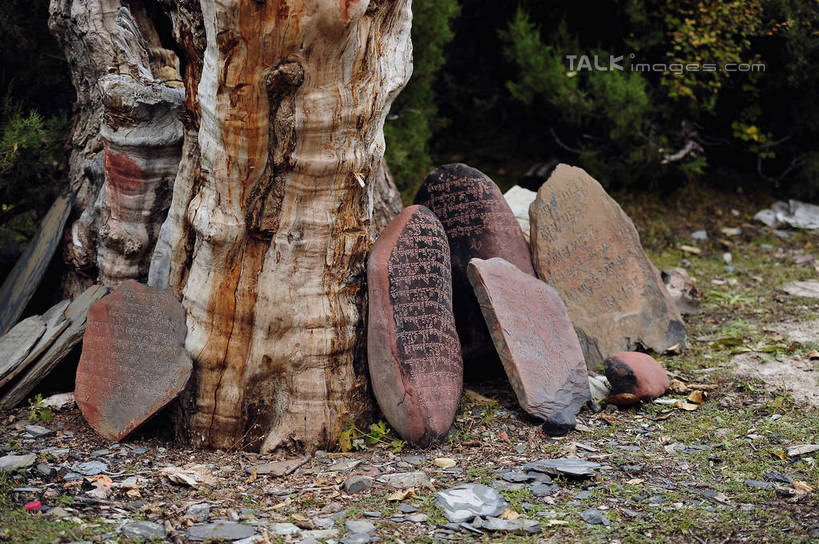 无人,横图,俯视,室外,白天,旅游,度假,石头,美景,植物,许多,标志,石子,文字,字符,景观,地面,娱乐,标识,树,树干,树木,绿色,自然,石碑,靠,靠着,享受,休闲,景色,放松,碑文,生长,成长,自然风光,藏文,藏语,石块,岩石,彩图,高角度拍摄,shlmx1