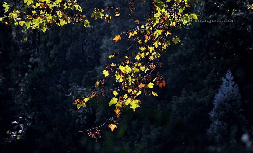 无人,横图,俯视,室外,白天,旅游,度假,美景,森林,树林,植物,叶子,阴影,光线,影子,景观,娱乐,树,树木,树叶,黄色,绿色,阳光,自然,享受,休闲,景色,放松,生长,成长,自然风光,叶,叶片,彩图,高角度拍摄,shlmx1