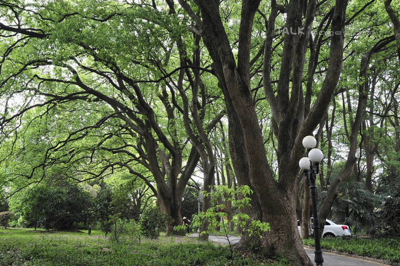 无人,横图,室外,白天,正面,旅游,度假,草地,草坪,美景,植物,道路,路,路灯,照明,武汉,中国,亚洲,景观,小路,灯光,交通,娱乐,灯,草,树,树木,绿色,自然,享受,休闲,景色,放松,生长,成长,照亮,照明设备,自然风光,东亚,湖北,湖北省,武汉市,中华人民共和国,省会,华中地区,鄂,彩图,武汉东湖,武汉东湖风景区,shlyb1