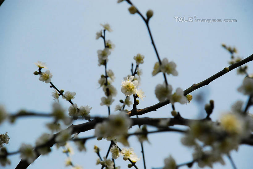 无人,横图,室外,特写,白天,仰视,美景,植物,阴影,朦胧,模糊,盛开,光线,影子,景观,梅花,枝条,花蕾,花,花瓣,花朵,鲜花,树,树木,树枝,蓝色,绿色,白色,蓝天,天空,阳光,自然,天,花苞,花蕊,景色,生长,晴朗,成长,高雅,坚强,自然风光,万里无云,虬枝,枝杈,春梅,梅,晴空,晴空万里,彩图,低角度拍摄,白梅花,绿萼梅,绿梅,绿梅花,shqxy1