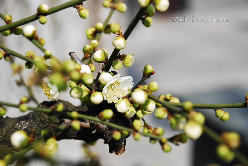 无人,横图,室外,特写,白天,正面,美景,植物,阴影,朦胧,模糊,盛开,光线,影子,景观,梅花,枝条,花蕾,花,花瓣,花朵,鲜花,树,树木,树枝,绿色,白色,阳光,自然,花苞,花蕊,景色,生长,成长,高雅,坚强,自然风光,虬枝,枝杈,春梅,梅,彩图,白梅花,绿萼梅,绿梅,绿梅花,shqxy1