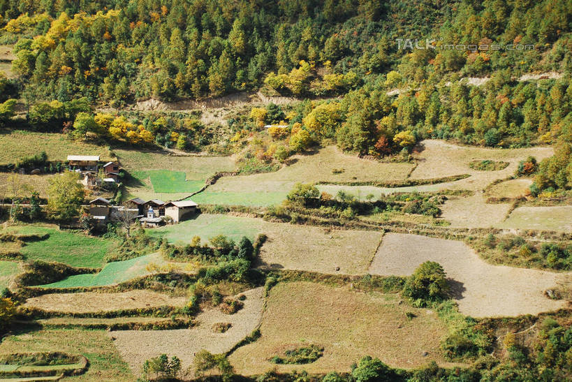 无人,家,农田,横图,俯视,室外,白天,旅游,度假,庄稼,梯田,农作物,美景,森林,树林,植物,中国,亚洲,阴影,曲折,弯曲,光线,影子,房屋,屋子,景观,娱乐,楼房,迪庆,云南,住宅,树,树木,绿色,阳光,自然,享受,休闲,景色,放松,蜿蜒,生长,成长,自然风光,东亚,迪庆藏族自治州,云南省,中华人民共和国,西南地区,滇,迪庆州,彩图,高角度拍摄,耕地,庄稼田,房子,shqxy1