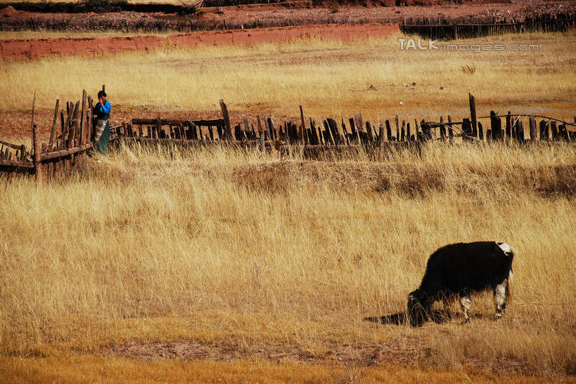 东方人,一个人,农民,农田,栏杆,站,横图,室外,白天,正面,民族服装,旅游,度假,庄稼,农作物,草地,草原,草坪,美景,植物,牛,中国,亚洲,仅一个男性,仅一个人,阴影,服装,枯萎,光线,影子,栅栏,荒野,景观,旷野,篱笆,热带,围栏,注视,黄种人,娱乐,护栏,芒康,西藏,草,仅一个年轻男性,衣服,阳光,自然,动物,观察,看,站着,享受,休闲,家畜,景色,放松,服饰,牲畜,观看,死亡,察看,衣着,穿着,关注,自然风光,原野,荒原,藏,东亚,西藏自治区,中华人民共和国,西南地区,衣饰,枯败,男人,男性,年轻男性,亚洲人,佃农,农场主,农夫,农工,乡下人,小农,庄稼人,站立,彩图,全身,传统服装,民俗服,耕地,庄稼田,芒康县,shqxy1