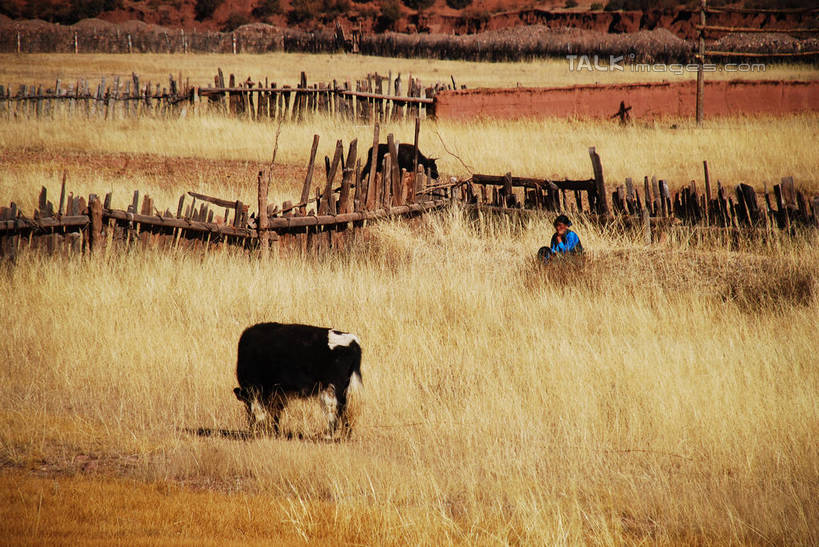东方人,一个人,农民,农田,栏杆,站,横图,室外,白天,正面,民族服装,旅游,度假,庄稼,农作物,草地,草原,草坪,美景,植物,牛,中国,亚洲,仅一个男性,仅一个人,阴影,服装,枯萎,光线,影子,栅栏,荒野,景观,旷野,篱笆,热带,围栏,注视,黄种人,娱乐,护栏,芒康,西藏,草,仅一个年轻男性,衣服,阳光,自然,动物,观察,看,站着,享受,休闲,家畜,景色,放松,服饰,牲畜,观看,死亡,察看,衣着,穿着,关注,自然风光,原野,荒原,藏,东亚,西藏自治区,中华人民共和国,西南地区,衣饰,枯败,男人,男性,年轻男性,亚洲人,佃农,农场主,农夫,农工,乡下人,小农,庄稼人,站立,彩图,全身,传统服装,民俗服,耕地,庄稼田,芒康县,shqxy1