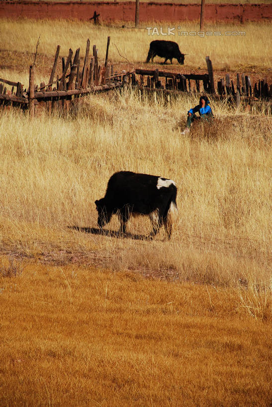 东方人,一个人,农民,农田,栏杆,站,竖图,室外,白天,正面,民族服装,旅游,度假,庄稼,农作物,草地,草原,草坪,美景,植物,牛,中国,亚洲,仅一个男性,仅一个人,阴影,服装,枯萎,光线,影子,栅栏,荒野,景观,旷野,篱笆,热带,围栏,注视,黄种人,娱乐,护栏,芒康,西藏,草,仅一个年轻男性,衣服,阳光,自然,动物,观察,看,站着,享受,休闲,家畜,景色,放松,服饰,牲畜,观看,死亡,察看,衣着,穿着,关注,自然风光,原野,荒原,藏,东亚,西藏自治区,中华人民共和国,西南地区,衣饰,枯败,男人,男性,年轻男性,亚洲人,佃农,农场主,农夫,农工,乡下人,小农,庄稼人,站立,彩图,全身,传统服装,民俗服,耕地,庄稼田,芒康县,shqxy1