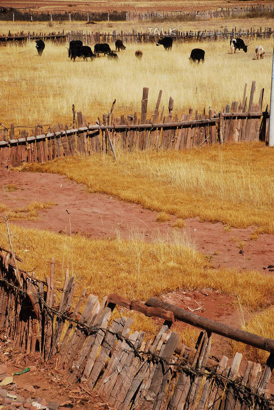 东方人,一个人,农民,农田,栏杆,站,竖图,室外,白天,正面,民族服装,旅游,度假,庄稼,农作物,草地,草原,草坪,美景,植物,牛,中国,亚洲,仅一个男性,仅一个人,阴影,服装,枯萎,光线,影子,栅栏,荒野,景观,旷野,篱笆,热带,围栏,注视,黄种人,娱乐,护栏,芒康,西藏,草,仅一个年轻男性,衣服,阳光,自然,动物,观察,看,站着,享受,休闲,家畜,景色,放松,服饰,牲畜,观看,死亡,察看,衣着,穿着,关注,自然风光,原野,荒原,藏,东亚,西藏自治区,中华人民共和国,西南地区,衣饰,枯败,男人,男性,年轻男性,亚洲人,佃农,农场主,农夫,农工,乡下人,小农,庄稼人,站立,彩图,全身,传统服装,民俗服,耕地,庄稼田,芒康县,shqxy1