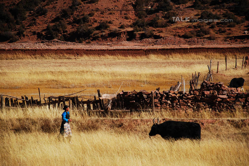 东方人,一个人,农民,农田,栏杆,站,横图,室外,白天,正面,民族服装,旅游,度假,庄稼,农作物,草地,草原,草坪,美景,植物,牛,中国,亚洲,仅一个男性,仅一个人,阴影,服装,枯萎,光线,影子,栅栏,荒野,景观,旷野,篱笆,热带,围栏,注视,黄种人,娱乐,护栏,芒康,西藏,草,仅一个年轻男性,衣服,阳光,自然,动物,观察,看,站着,享受,休闲,家畜,景色,放松,服饰,牲畜,观看,死亡,察看,衣着,穿着,关注,自然风光,原野,荒原,藏,东亚,西藏自治区,中华人民共和国,西南地区,衣饰,枯败,男人,男性,年轻男性,亚洲人,佃农,农场主,农夫,农工,乡下人,小农,庄稼人,站立,彩图,全身,传统服装,民俗服,耕地,庄稼田,芒康县,shqxy1