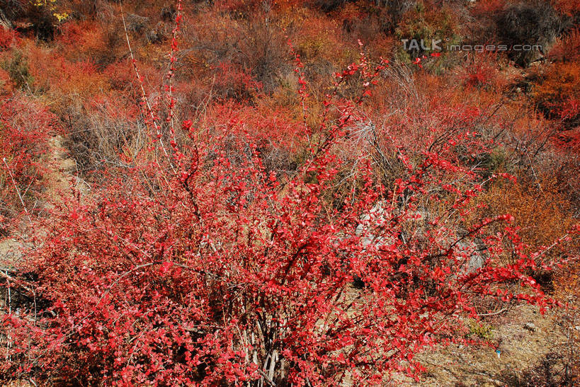 无人,横图,室外,特写,白天,正面,快乐,美景,中国,亚洲,许多,景观,很多,波密,西藏,藏红花,红色,自然,景色,保护,番红花,自然风光,藏,东亚,西藏自治区,西红花,中华人民共和国,西南地区,彩图,波密县,shqxy1