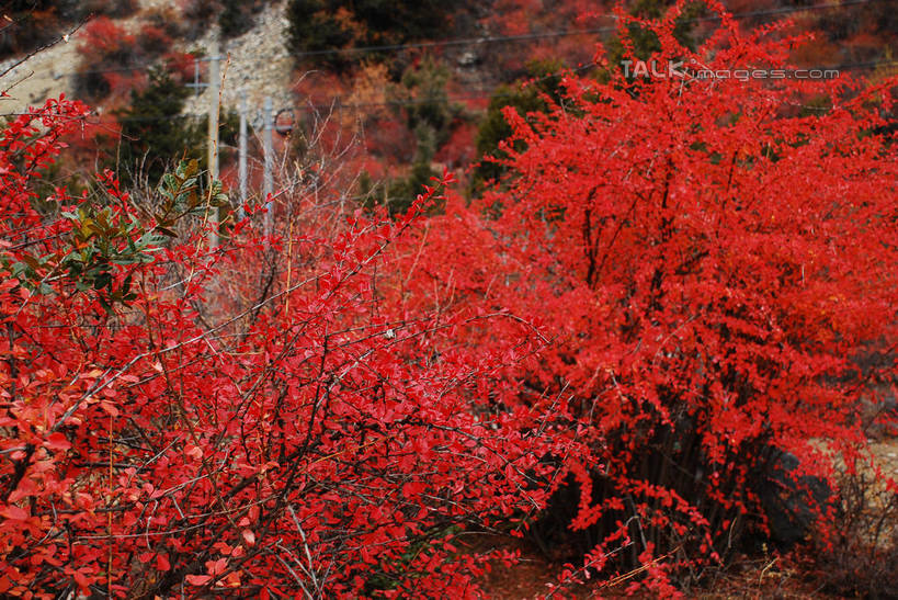 无人,横图,室外,特写,白天,正面,快乐,美景,中国,亚洲,许多,景观,很多,波密,西藏,藏红花,红色,自然,景色,保护,番红花,自然风光,藏,东亚,西藏自治区,西红花,中华人民共和国,西南地区,彩图,波密县,shqxy1