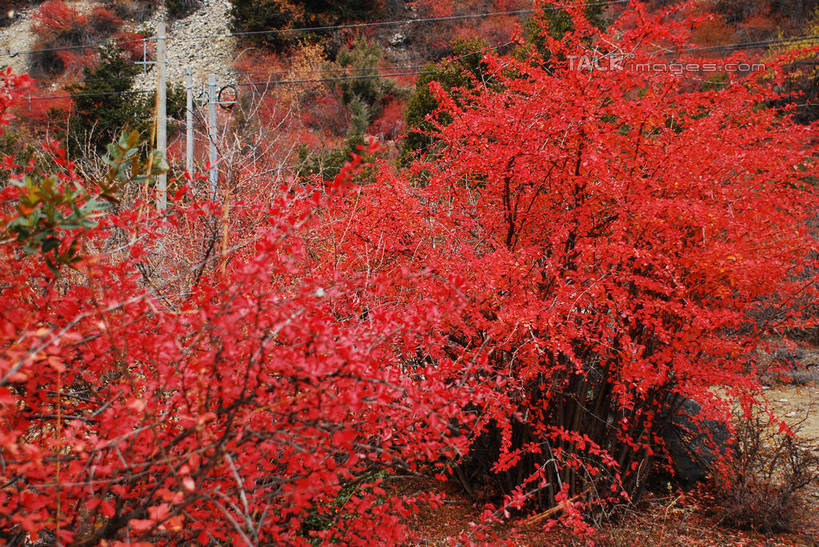 无人,横图,室外,特写,白天,正面,快乐,美景,中国,亚洲,许多,景观,很多,波密,西藏,藏红花,红色,自然,景色,保护,番红花,自然风光,藏,东亚,西藏自治区,西红花,中华人民共和国,西南地区,彩图,波密县,shqxy1