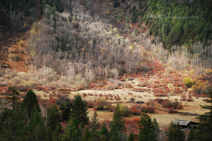 无人,家,横图,室外,白天,正面,旅游,度假,快乐,美景,森林,树林,植物,中国,亚洲,房屋,屋子,景观,娱乐,楼房,波密,西藏,藏红花,住宅,树,树木,红色,绿色,自然,享受,休闲,景色,放松,生长,成长,保护,番红花,自然风光,藏,东亚,西藏自治区,西红花,中华人民共和国,西南地区,彩图,房子,波密县,shqxy1