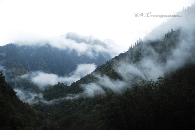 无人,横图,室外,白天,正面,旅游,度假,美景,森林,山,山脉,树林,植物,雾,中国,亚洲,朦胧,模糊,景观,山顶,山峰,山峦,娱乐,波密,西藏,树,树木,绿色,自然,群山,享受,休闲,景色,放松,生长,成长,迷雾,自然风光,藏,东亚,西藏自治区,中华人民共和国,西南地区,颠峰,极峰,大雾,彩图,波密县,shqxy1