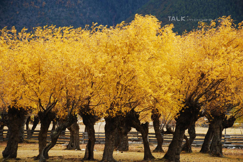 无人,横图,室外,白天,正面,旅游,度假,美景,秋季,植物,叶子,中国,亚洲,阴影,光线,影子,景观,枯叶,落叶,娱乐,林芝,尼洋河,西藏,雅鲁藏布江,树,树木,绿色,阳光,自然,享受,休闲,景色,放松,生长,成长,自然风光,藏,东亚,西藏自治区,中华人民共和国,西南地区,叶,叶片,秋,秋天,彩图,林芝地区,shqxy1