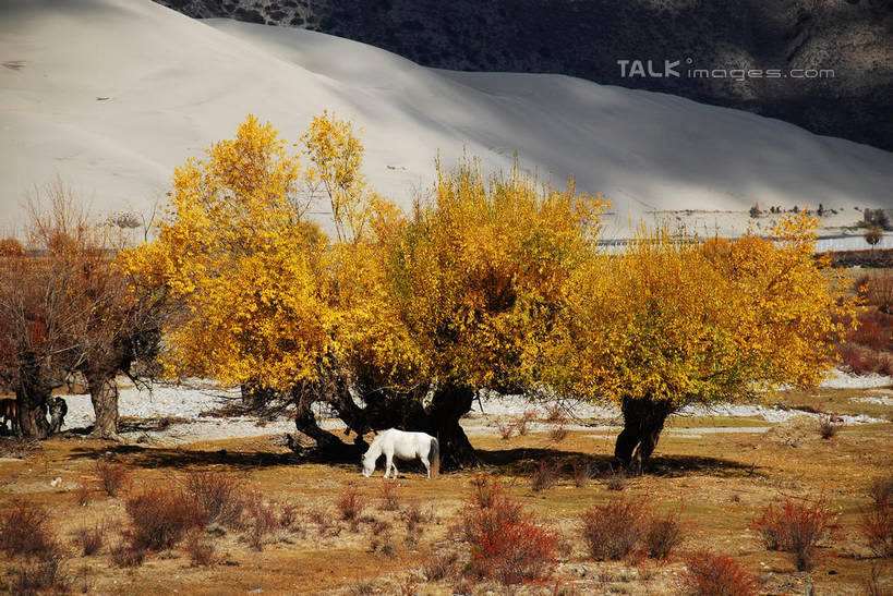 无人,农场,站,横图,室外,白天,正面,旅游,度假,畜牧业,牧场,石头,美景,森林,山,山脉,树林,植物,马,野生动物,中国,亚洲,阴影,枯萎,光线,石子,影子,景观,山峰,枯草,山峦,注视,娱乐,林芝,西藏,雅鲁藏布江,草,树,树木,黄色,绿色,阳光,自然,动物,群山,观察,看,站着,享受,休闲,景色,放松,运输,牲畜,生长,成长,观看,察看,关注,自然风光,藏,东亚,西藏自治区,畜牧,中华人民共和国,西南地区,牧业,石块,站立,彩图,全身,林芝地区,shqxy1