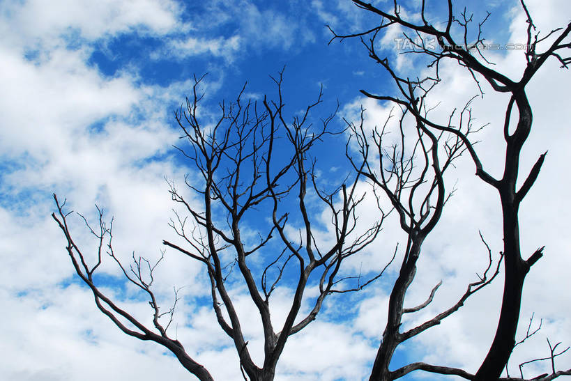 无人,横图,室外,白天,仰视,美景,中国,亚洲,阴影,枯萎,光线,影子,景观,云,云朵,树桩,枝条,云彩,波密,西藏,树,树干,树枝,蓝色,白云,蓝天,天空,阳光,自然,天,木桩,景色,晴朗,死亡,自然风光,藏,东亚,西藏自治区,中华人民共和国,西南地区,虬枝,枝杈,枯败,晴空,彩图,低角度拍摄,波密县,易贡乡,shqxy1
