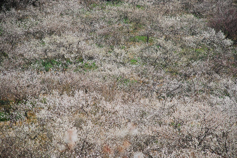 无人,横图,俯视,室外,白天,美景,森林,树林,植物,中国,亚洲,盛开,景观,梅花,花蕾,江苏,苏州,花,花瓣,花朵,鲜花,树,树木,绿色,自然,花苞,花蕊,景色,生长,成长,高雅,坚强,自然风光,东亚,江苏省,苏州市,中华人民共和国,华东地区,苏,春梅,梅,彩图,高角度拍摄,shqxy1