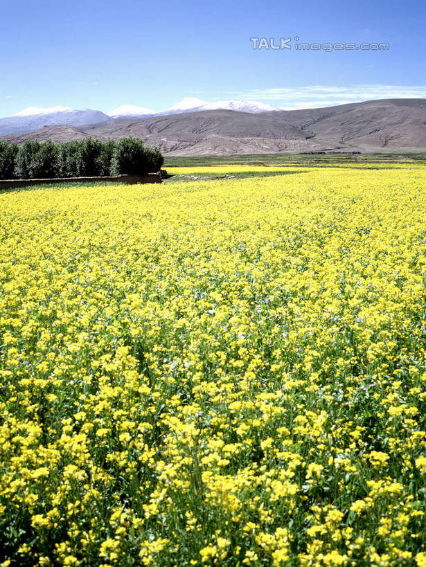 无人,农田,竖图,室外,白天,正面,旅游,度假,庄稼,农作物,花海,花圃,美景,山,山脉,树林,植物,叶子,阴影,盛开,光线,影子,景观,山峰,云,云朵,山峦,花蕾,云彩,娱乐,花,花瓣,花朵,花卉,鲜花,树,树木,蓝色,绿色,白云,蓝天,天空,阳光,自然,花丛,花束,花田,群山,天,花苞,花蕊,油菜花,享受,休闲,景色,放松,生长,晴朗,成长,自然风光,晴空,彩图,耕地,庄稼田,油菜花田,芸苔,芸薹,shrj1