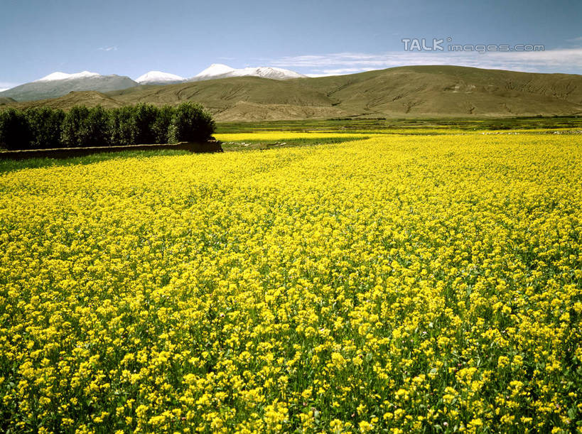 无人,农田,横图,室外,白天,正面,旅游,度假,庄稼,农作物,花海,花圃,美景,山,山脉,树林,植物,叶子,阴影,盛开,光线,影子,景观,山峰,云,云朵,山峦,花蕾,云彩,娱乐,花,花瓣,花朵,花卉,鲜花,树,树木,蓝色,绿色,白云,蓝天,天空,阳光,自然,花丛,花束,花田,群山,天,花苞,花蕊,油菜花,享受,休闲,景色,放松,生长,晴朗,成长,自然风光,晴空,彩图,耕地,庄稼田,油菜花田,芸苔,芸薹,shrj1