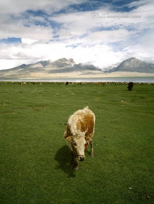 无人,农场,站,竖图,室外,白天,正面,旅游,度假,畜牧业,牧场,草地,草原,美景,山,山脉,植物,牛,阴影,光线,影子,景观,旷野,山峰,云,云朵,山峦,云彩,注视,娱乐,草,一只,蓝色,绿色,白云,蓝天,天空,阳光,自然,动物,群山,天,低头,观察,看,站着,享受,休闲,家畜,景色,放松,牲畜,晴朗,观看,察看,关注,自然风光,原野,畜牧,牧业,晴空,站立,彩图,全身,shrj1