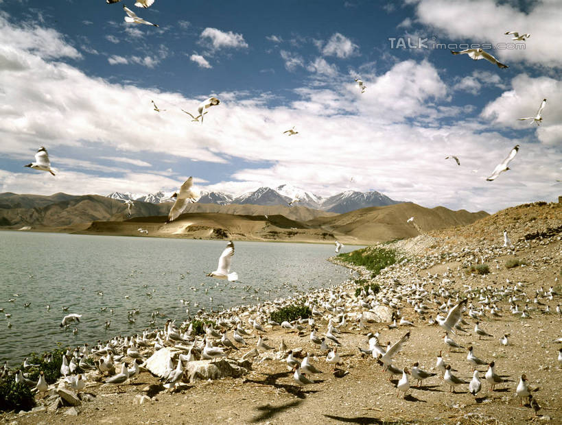 无人,站,横图,室外,白天,正面,旅游,度假,草地,草坪,湖,湖泊,美景,沙滩,山,山脉,水,植物,海鸟,海鸥,鸟,许多,飞翔,伸展,张开,展翅,阴影,飞行,光线,翅膀,鸟类,沙子,影子,河岸,河滩,湖面,景观,山峰,水流,水面,云,云朵,沙地,山峦,很多,翱翔,云彩,注视,娱乐,飞,草,蓝色,绿色,白云,蓝天,天空,阳光,自然,湖水,群山,天,观察,看,站着,享受,休闲,景色,放松,晴朗,观看,察看,关注,自然风光,张开翅膀,展开翅膀,晴空,站立,半身,彩图,shrj1