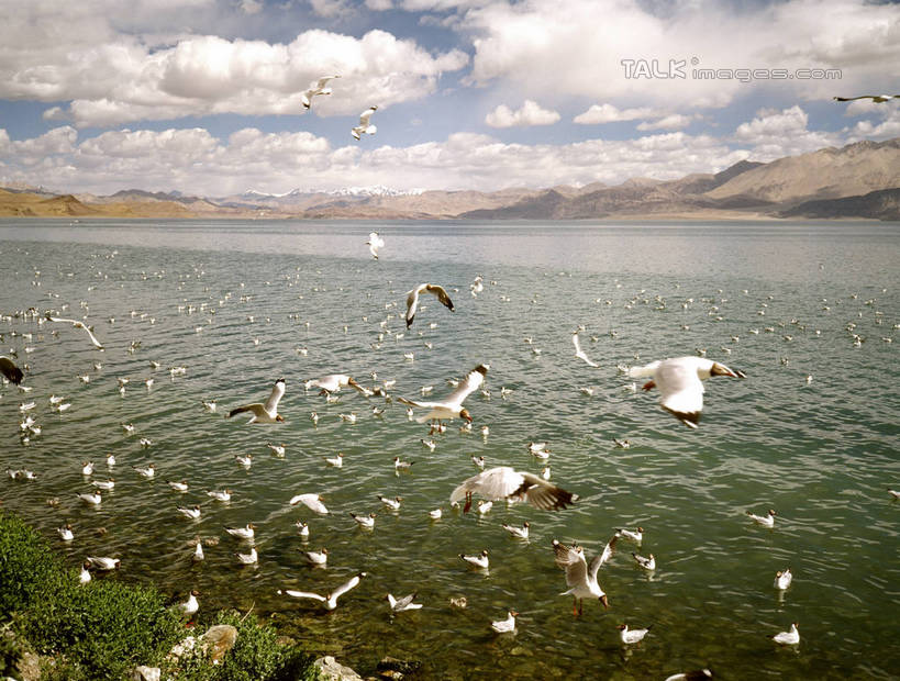 无人,站,横图,室外,白天,正面,旅游,度假,草地,草坪,湖,湖泊,美景,沙滩,山,山脉,水,植物,海鸟,海鸥,鸟,许多,飞翔,伸展,张开,展翅,阴影,飞行,光线,翅膀,鸟类,沙子,影子,河岸,河滩,湖面,景观,山峰,水流,水面,云,云朵,沙地,山峦,很多,翱翔,云彩,注视,娱乐,飞,草,蓝色,绿色,白云,蓝天,天空,阳光,自然,湖水,群山,天,观察,看,站着,享受,休闲,景色,放松,晴朗,观看,察看,关注,自然风光,张开翅膀,展开翅膀,晴空,站立,半身,彩图,shrj1