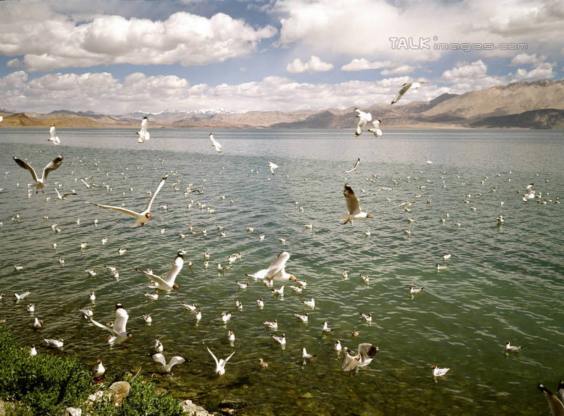 无人,站,横图,室外,白天,正面,旅游,度假,草地,草坪,湖,湖泊,美景,沙滩,山,山脉,水,植物,海鸟,海鸥,鸟,许多,飞翔,伸展,张开,展翅,阴影,飞行,光线,翅膀,鸟类,沙子,影子,河岸,河滩,湖面,景观,山峰,水流,水面,云,云朵,沙地,山峦,很多,翱翔,云彩,注视,娱乐,飞,草,蓝色,绿色,白云,蓝天,天空,阳光,自然,湖水,群山,天,观察,看,站着,享受,休闲,景色,放松,晴朗,观看,察看,关注,自然风光,张开翅膀,展开翅膀,晴空,站立,半身,彩图,shrj1