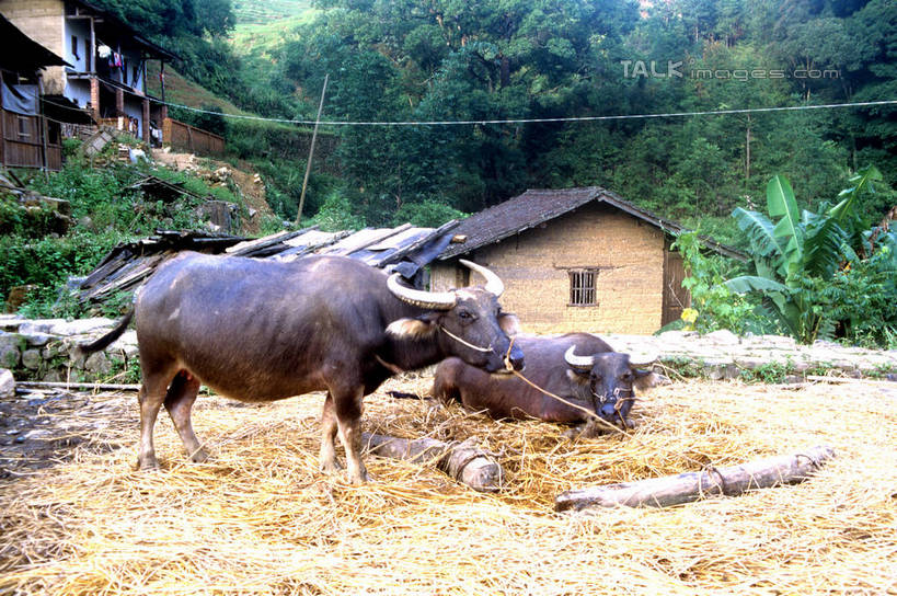 无人,家,农田,站,坐,横图,室外,白天,侧面,庄稼,农作物,树林,植物,牛,房屋,屋子,注视,楼房,住宅,树,树木,绿色,自然,动物,观察,看,站着,两只,瓦房,家畜,牲畜,生长,成长,观看,察看,关注,站立,坐着,彩图,全身,耕地,庄稼田,房子,shrj1